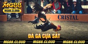 Đá Gà Cựa Sắt