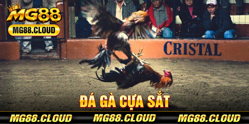 Đá Gà Cựa Sắt