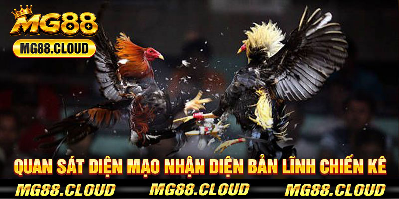 Quan Sát Diện Mạo Nhận Diện Bản Lĩnh Chiến Kê