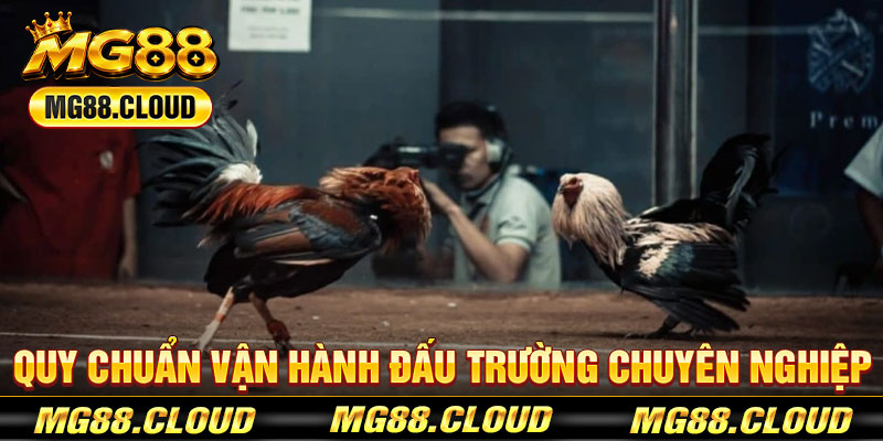 Quy Chuẩn Vận Hành Đấu Trường Chuyên Nghiệp